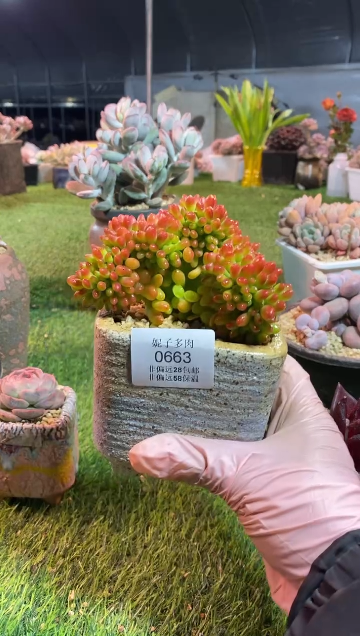 【闪购商品】0663a