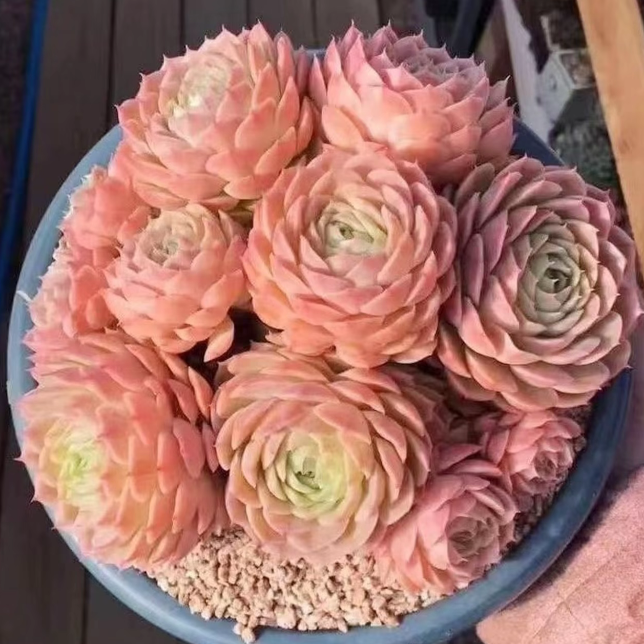 【鑫哥多肉】手捧花大昂斯诺多肉 室内外好养 好看 高颜值 一单包邮