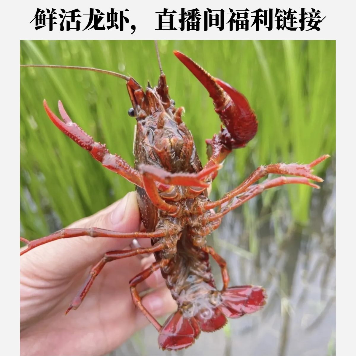 【直播间粉丝优惠】小龙虾59.9五斤/基围虾89.93斤小龙虾同城龙虾同城送