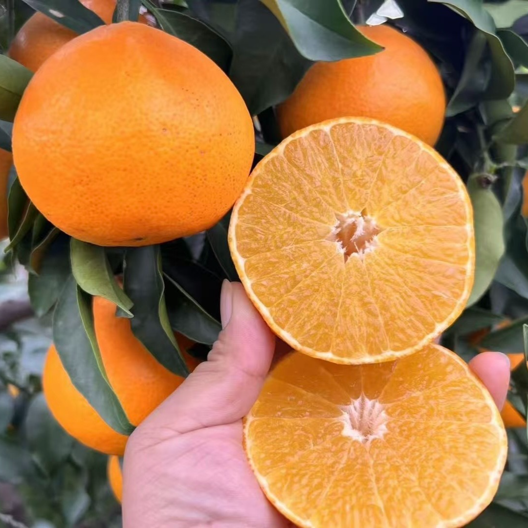 【头茬套袋爱媛】正宗四川眉山爱媛果冻橙皮薄多汁现摘现发4.5 /8斤