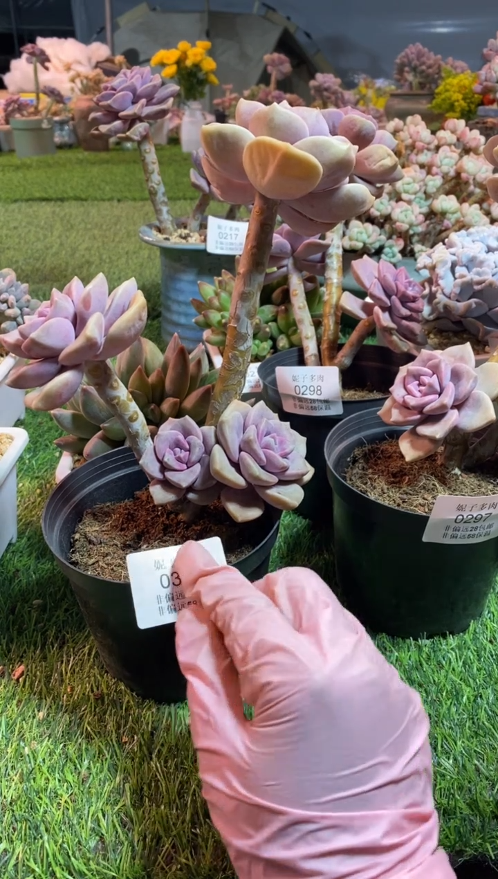 【闪购商品】0330a