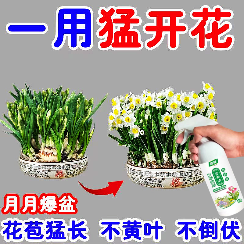 水仙花爆芽素催花营养液防徒长不开花抗倒伏促生根茎秆壮专用肥