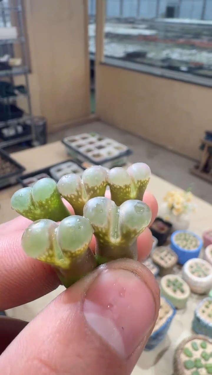 12-53多肉植物肉锥蔷薇少女一颗