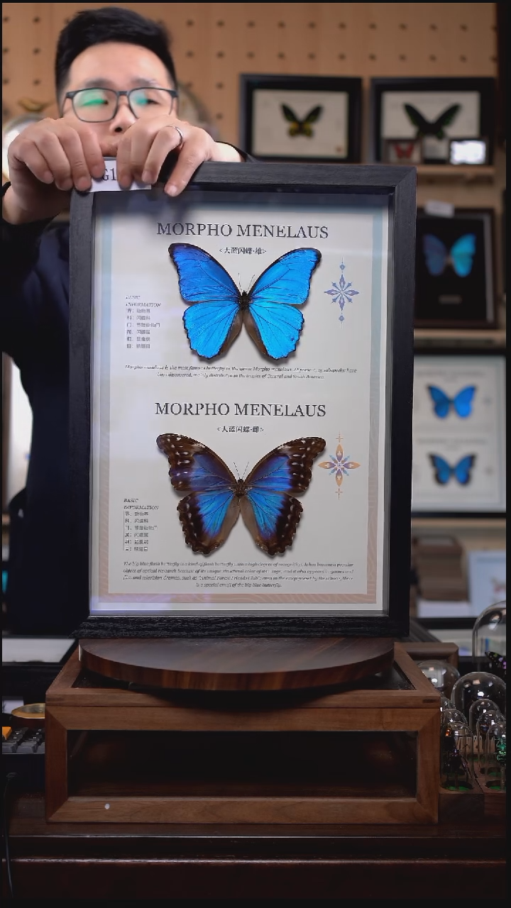 大蓝雌雄组合标本摆件g103