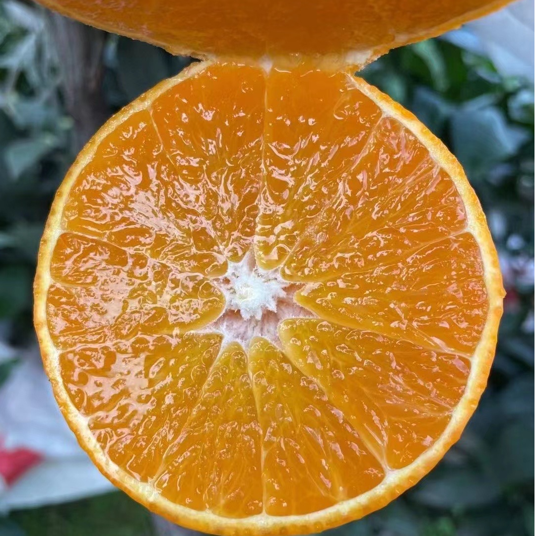 JU ZHI CHU/桔之初四川眉山爱媛38号果冻橙新鲜采摘手剥橙子包邮