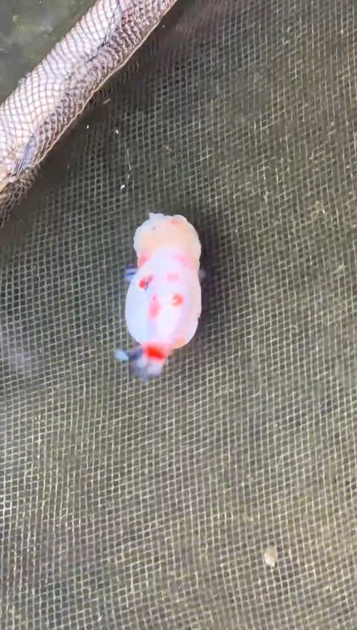 金鱼l****u水娃娃观赏鱼兰寿金鱼  不包邮