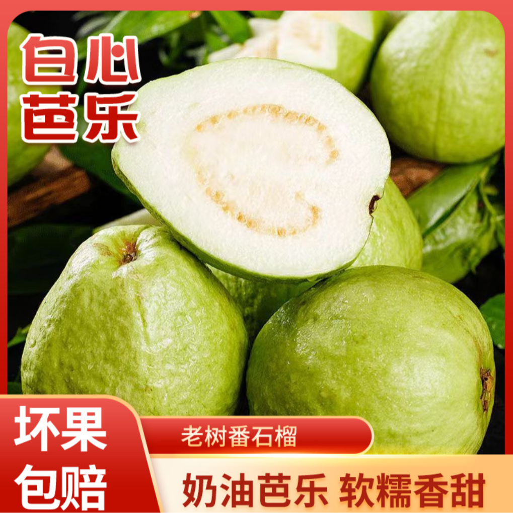 【顺丰包邮】福建新鲜脆爽白心芭乐5斤新鲜水果当季 包邮 