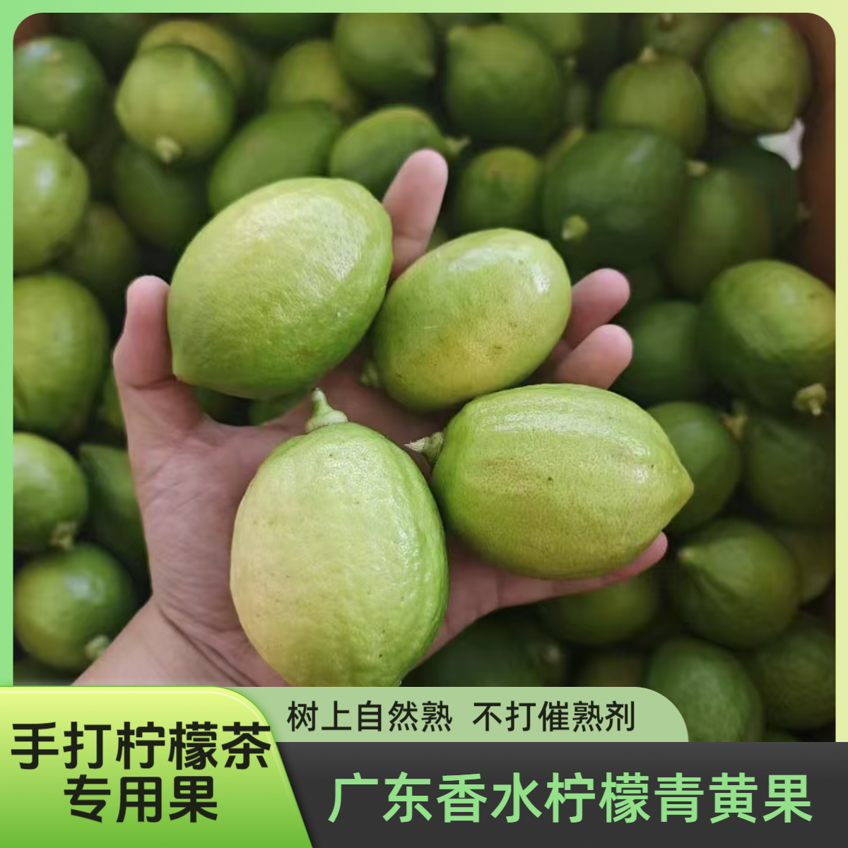 正宗广东香水柠檬奶茶店清香多汁柠檬茶专用果青黄果