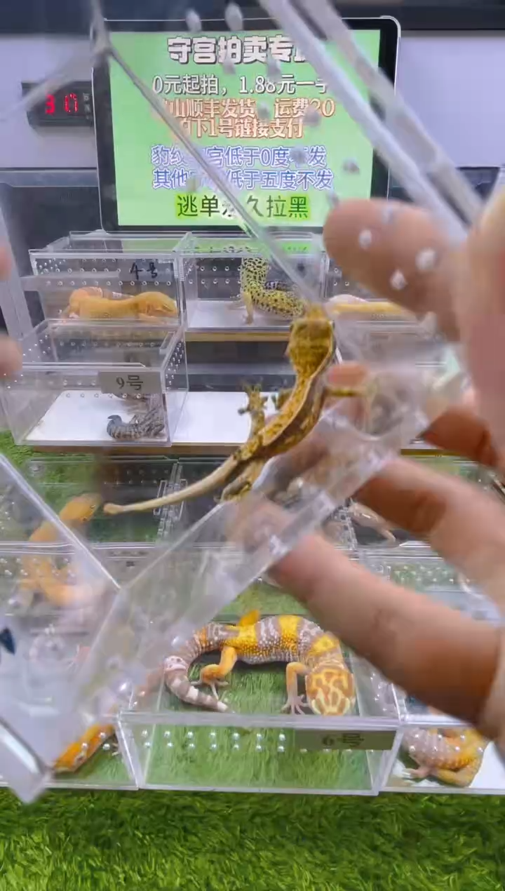 豹纹守宫可爱温顺好玩守宫迷人