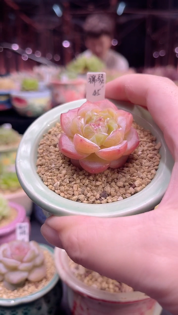 金泰家多肉锦瑟不含盆019