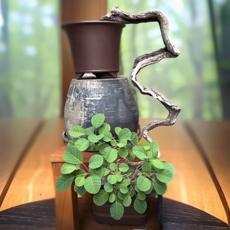 【改价专拍链接】红叶黄栌下山老桩盆景美观独特造型盆景盆栽