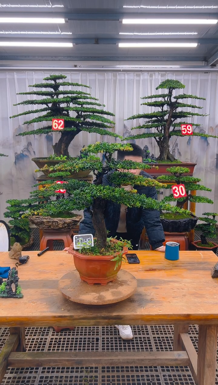 无花朵精品盆景直播间一物一拍