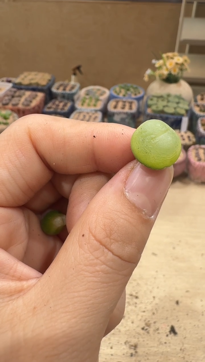 8-20多肉植物肉锥