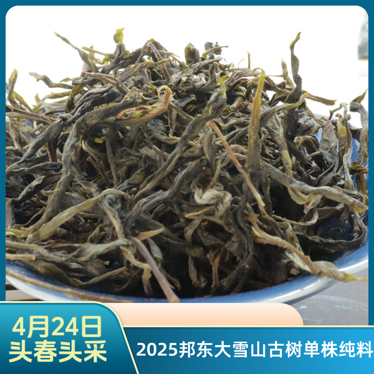邦东大雪山特大古树单株散料-2025年4月24日头春头采古树纯料