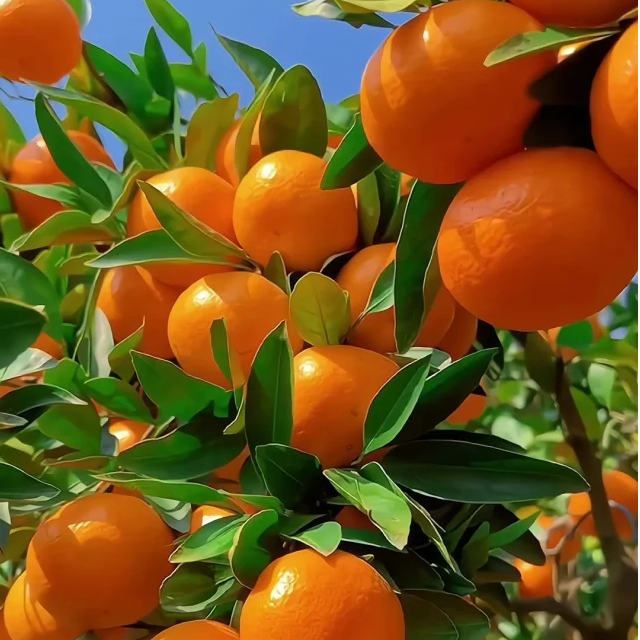 云南一级沃柑新鲜多汁【5斤装】