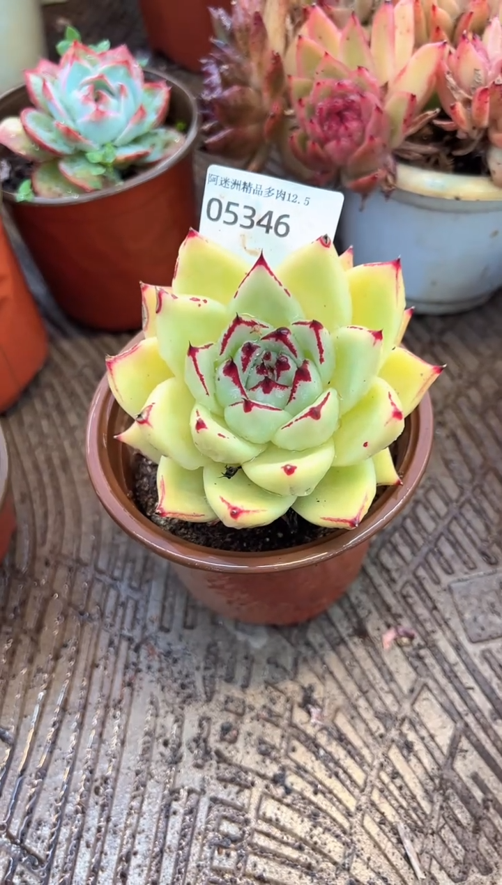 初*?多肉植物一物一拍05346