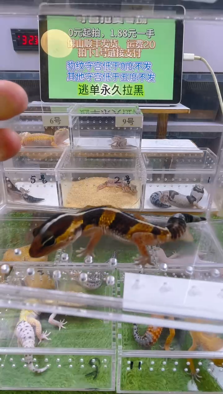 豹纹守宫守宫可爱温顺迷人好看
