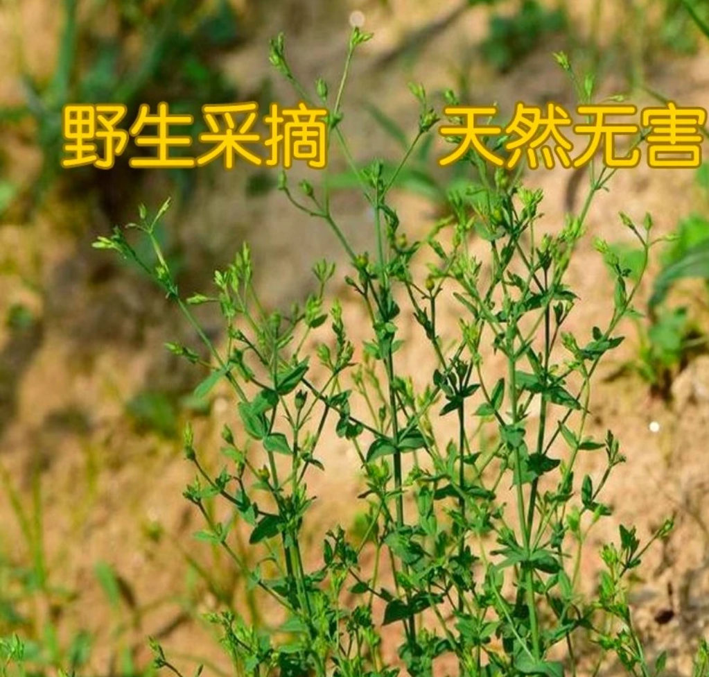 新鲜自然田基黄雀舌草黄花仔黄花草地耳草田基王
