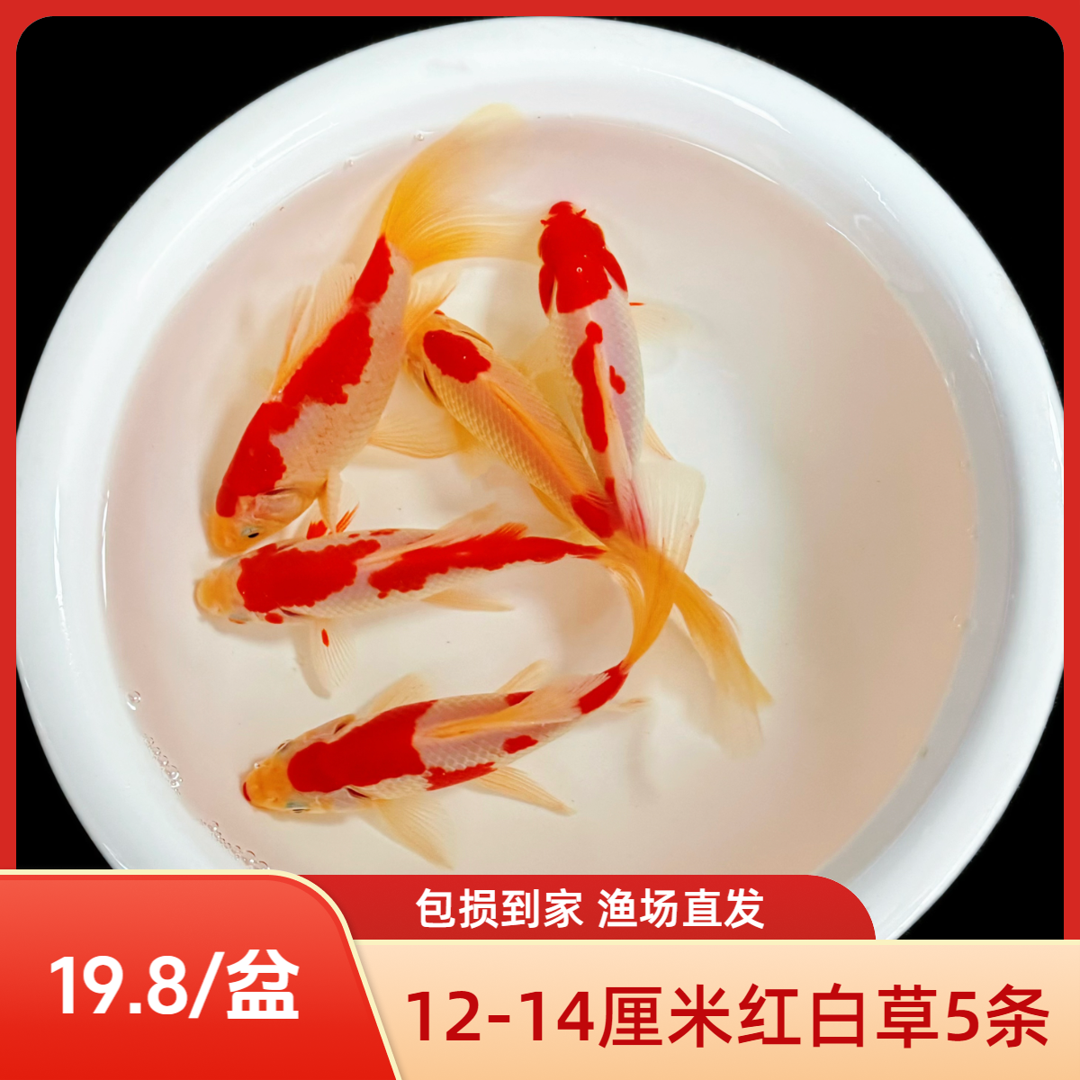 红白草金鱼耐寒易养淡水冷水观赏鱼苗小体型观赏鱼适合新手养殖