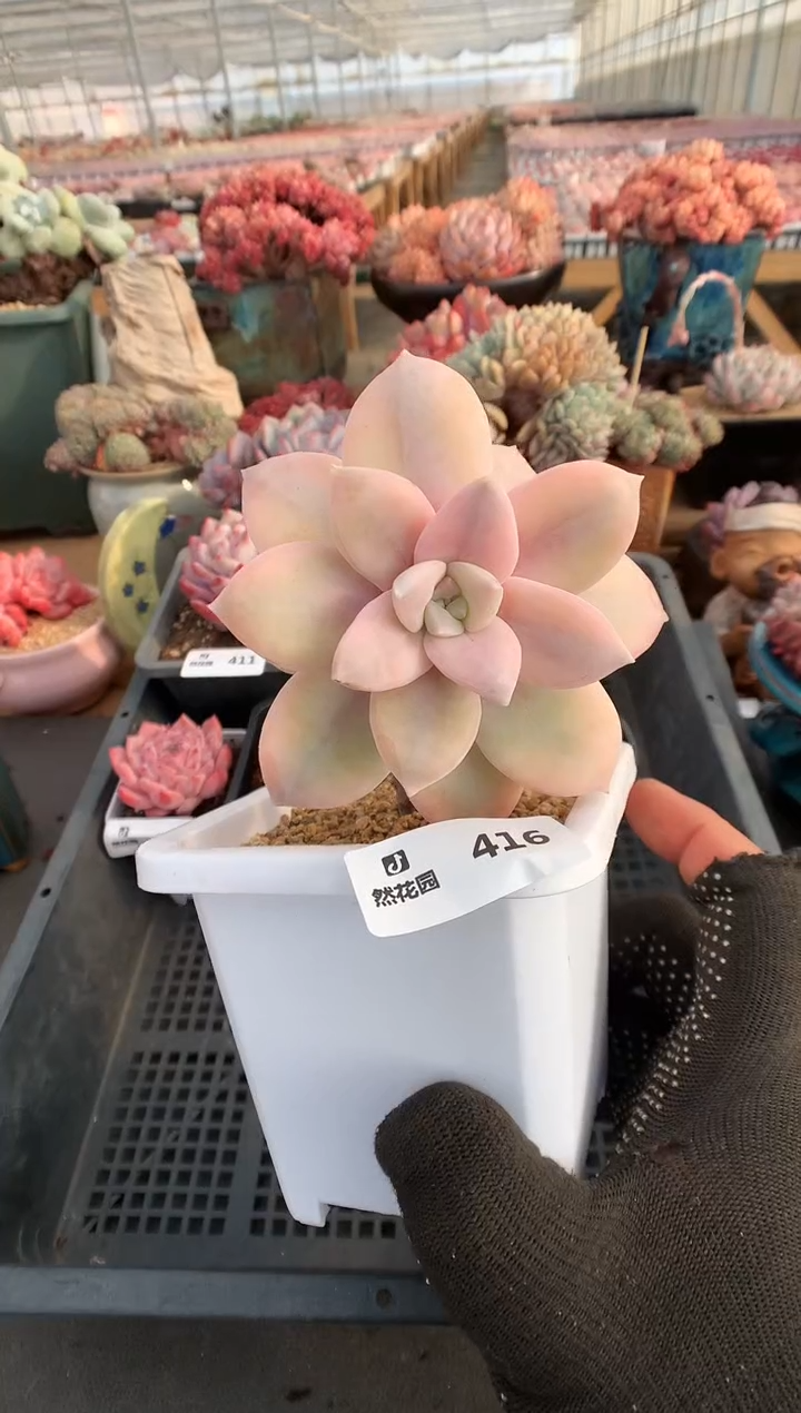 【闪购商品】416风车锦一物一拍