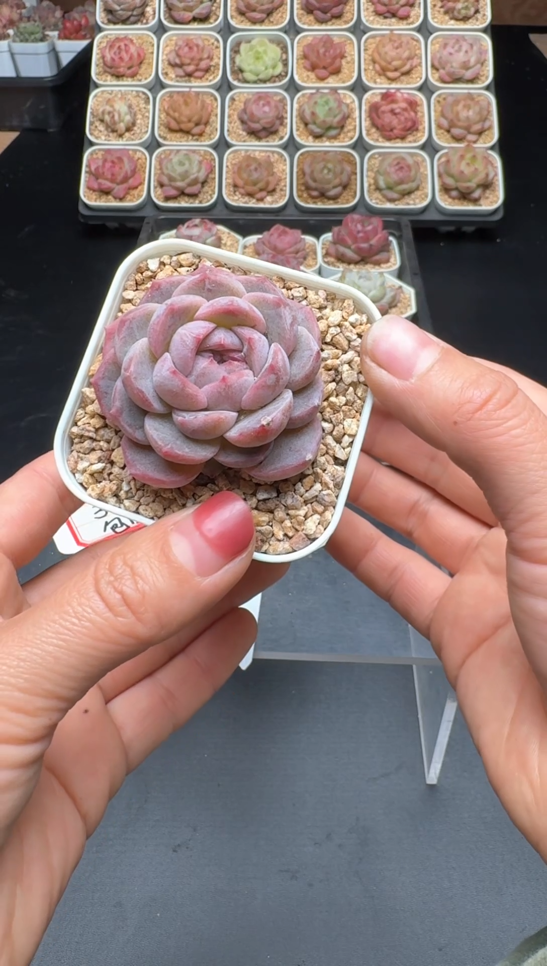 【闪购商品】940号 珍妮杂交多肉 花卉植物