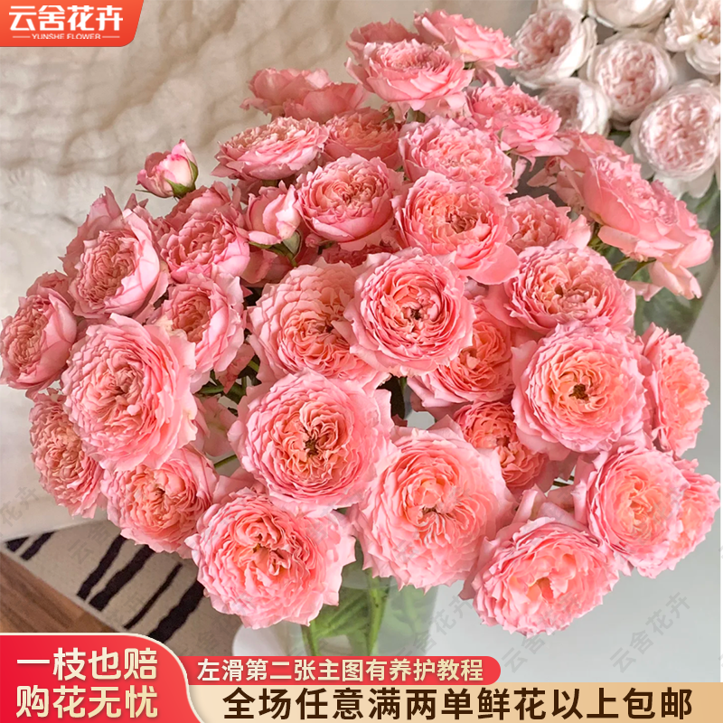 【云舍花卉】【朱丽叶塔】多头玫瑰全场任意满两单及以上鲜花包邮发货