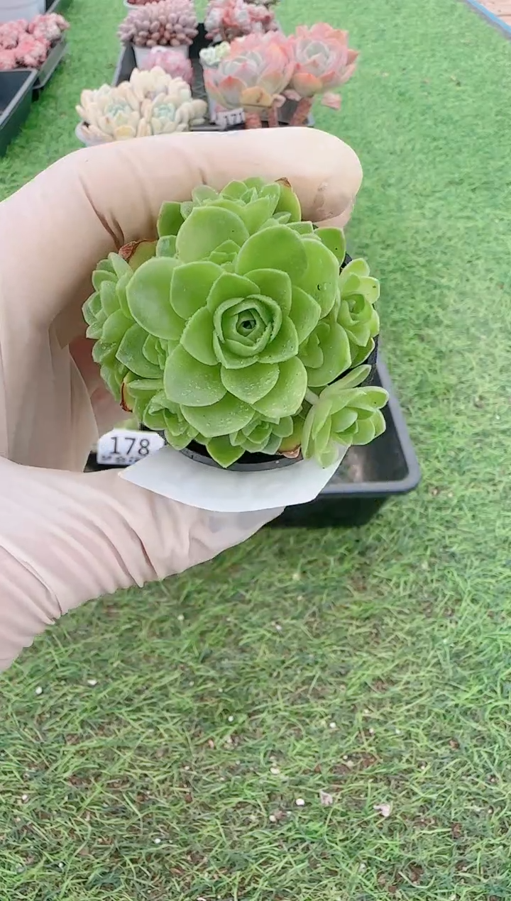 【闪购商品】梦会多肉一物一拍