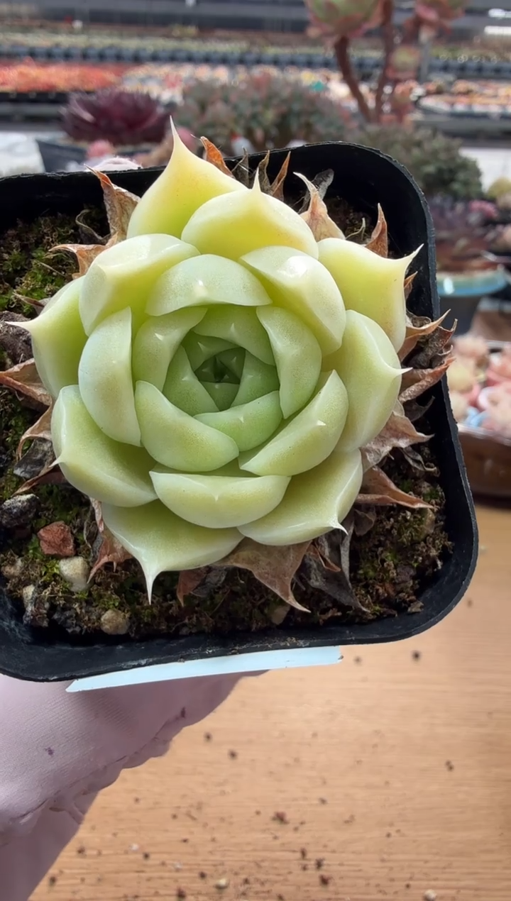 东云多肉园二店-95