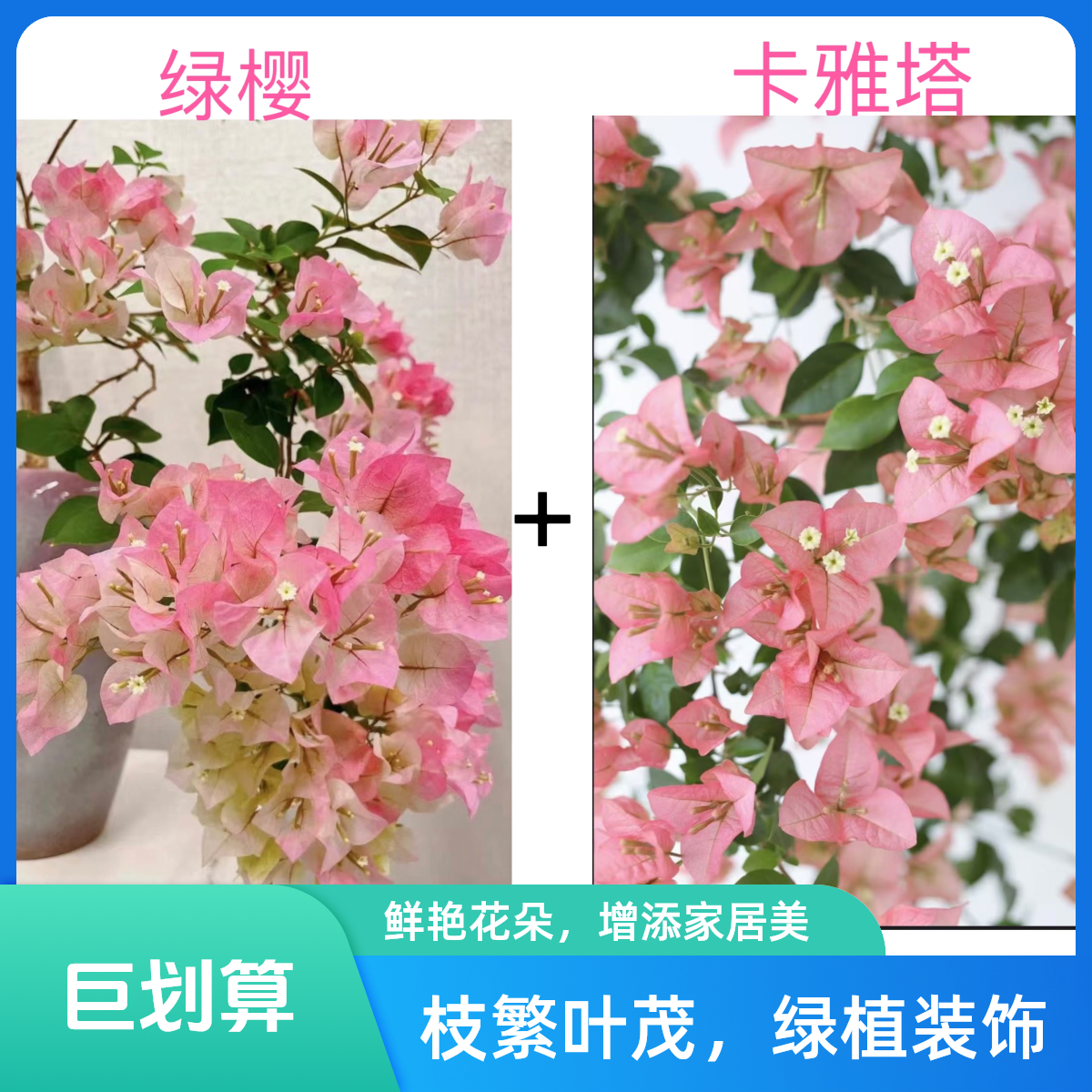 （卡雅塔+绿樱）勤花品种三角梅基地包邮到手2棵不带花不带盆