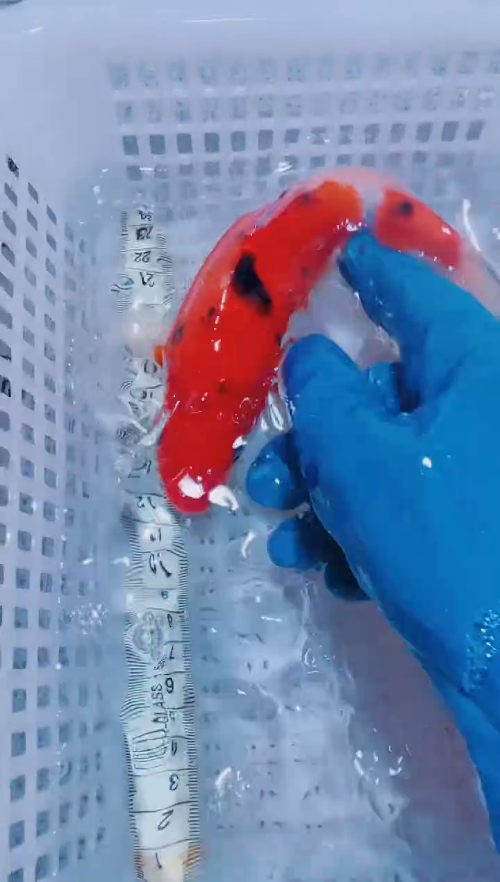 锦鲤血统锦鲤全场包邮122