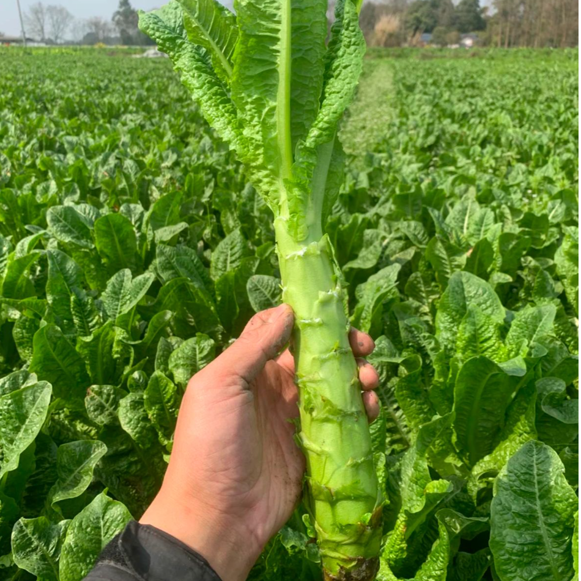 【村支书姚其飞】当涂农家莴笋新鲜采摘