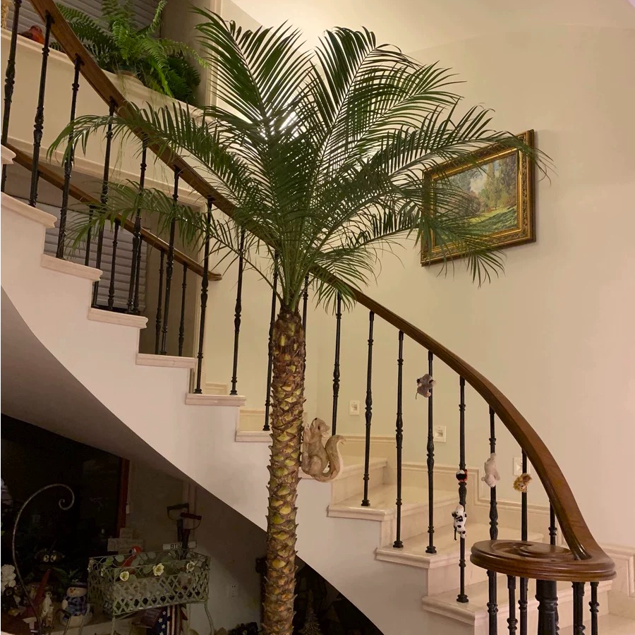 美丽针葵棕榈好养树大型绿植物地栽盆栽室内外客厅阳台庭院网红款