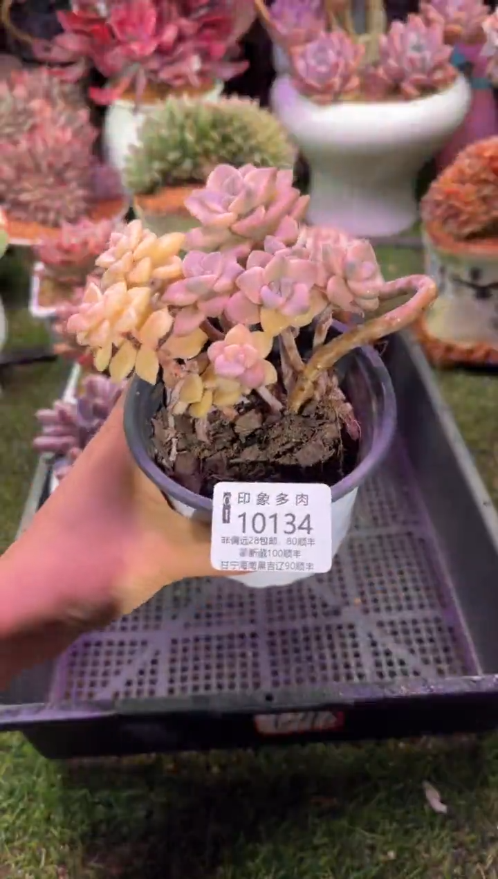 【闪购商品】10134