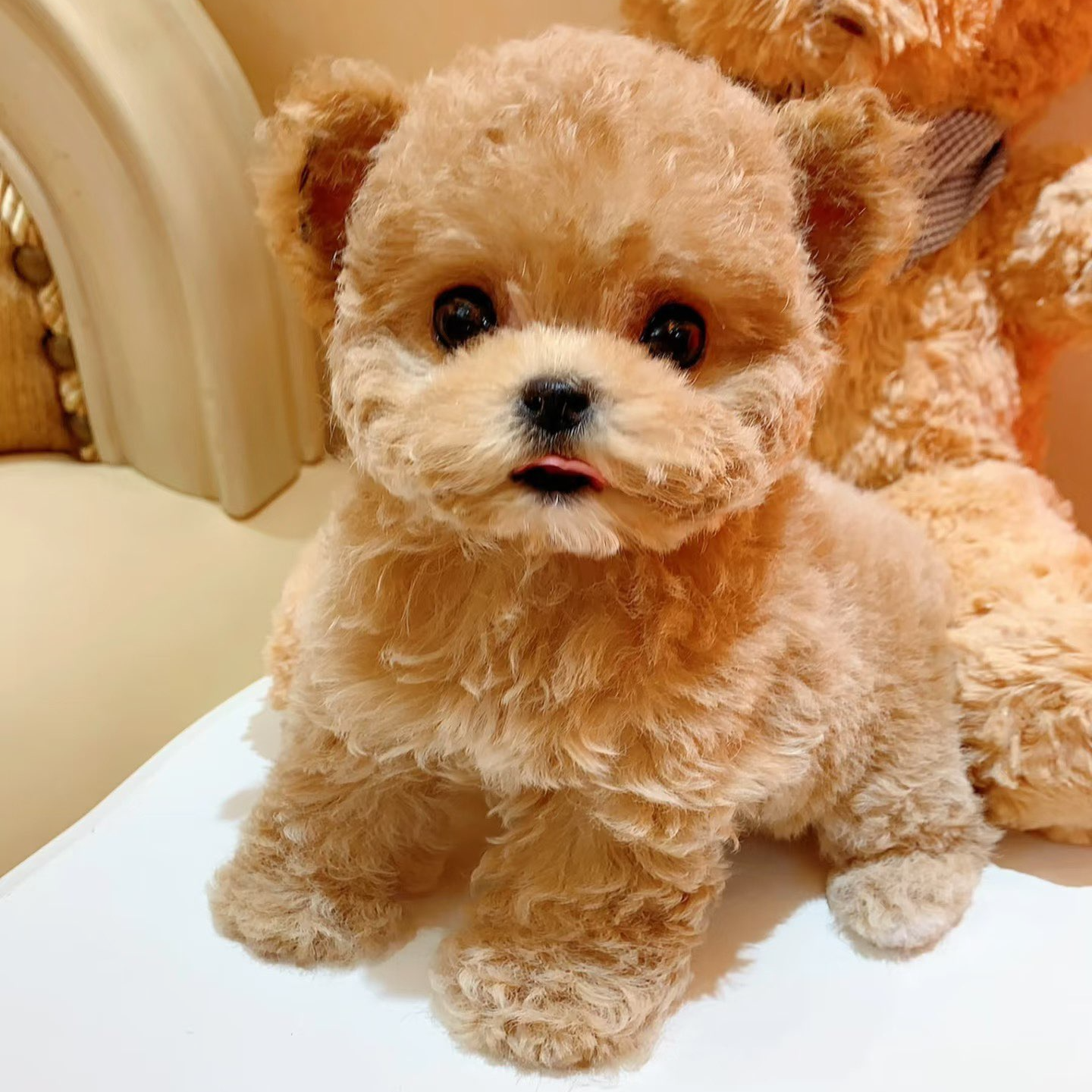 多品种精品萌犬宠物活体幼犬