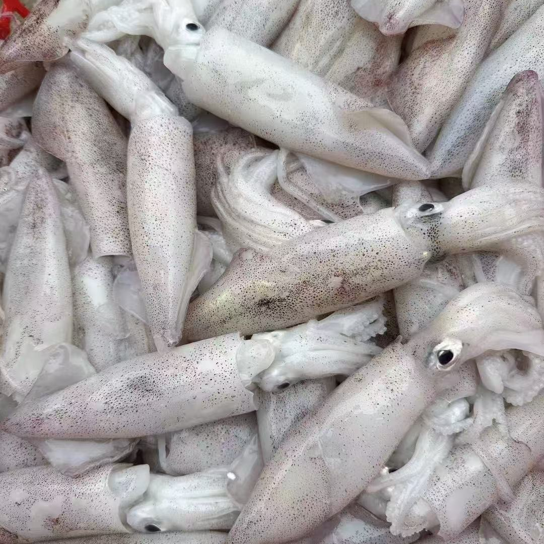 湛江外罗渔港新鲜小鲜鱿