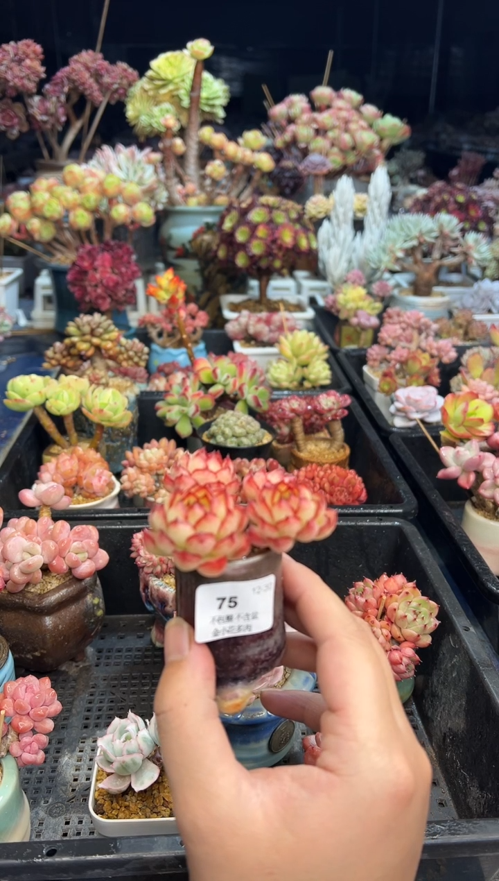 【闪购商品】75不带盆