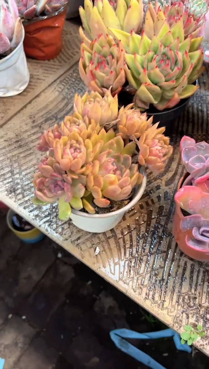 (****寻多肉植物一物一拍20437