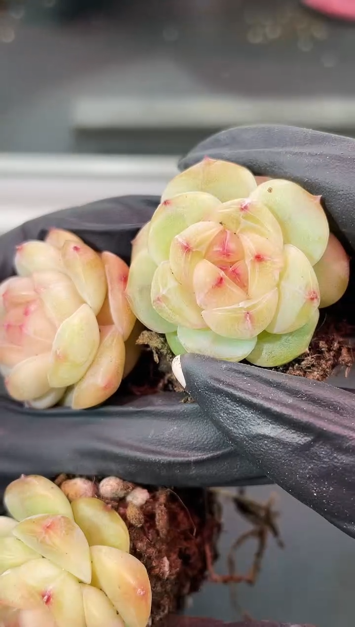 闪购1728  白小白多肉一颗  3-3.5厘米