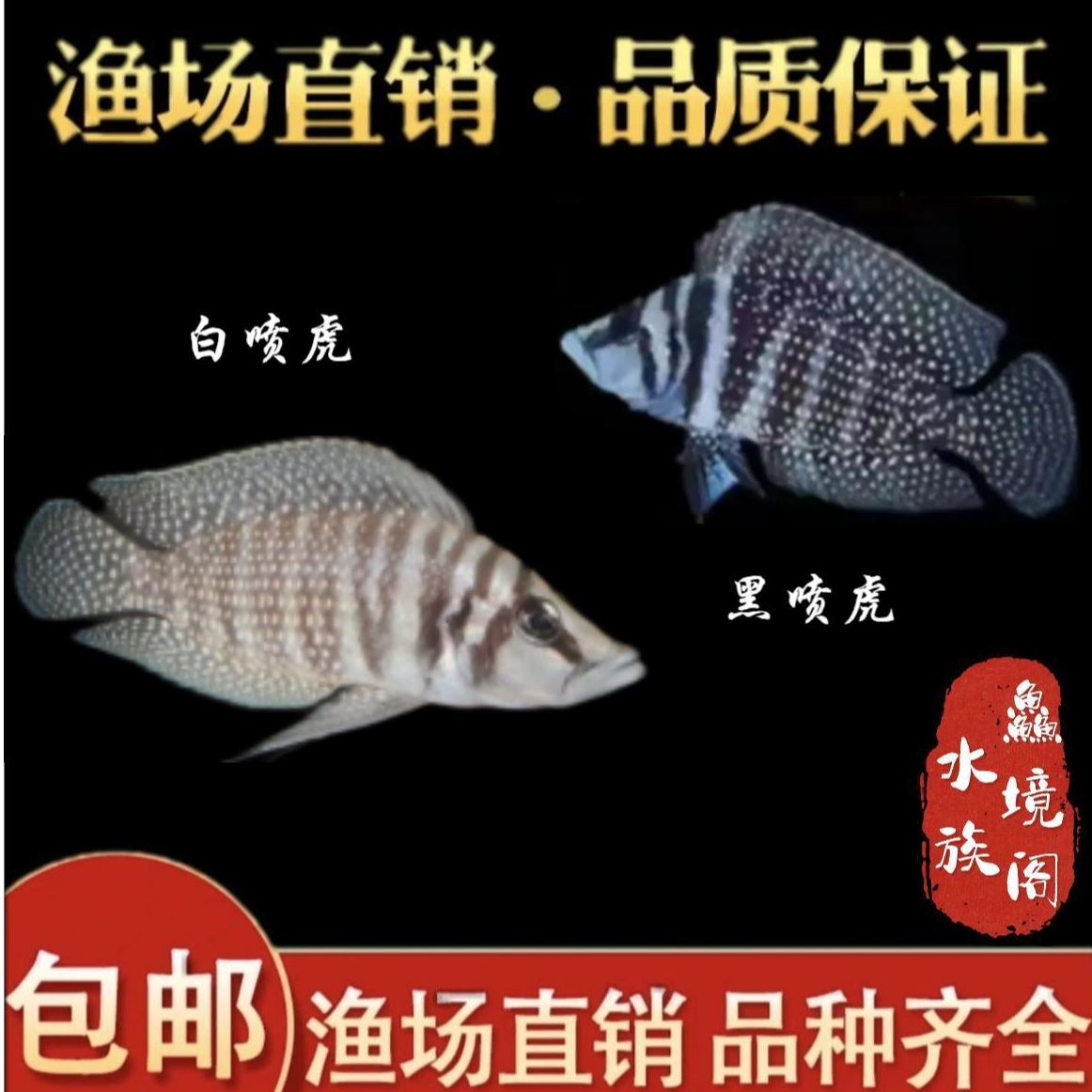 【渔场直销】三湖慈鲷坦鲷非洲虎鱼白喷虎黑喷虎黄金虎金头虎面具虎