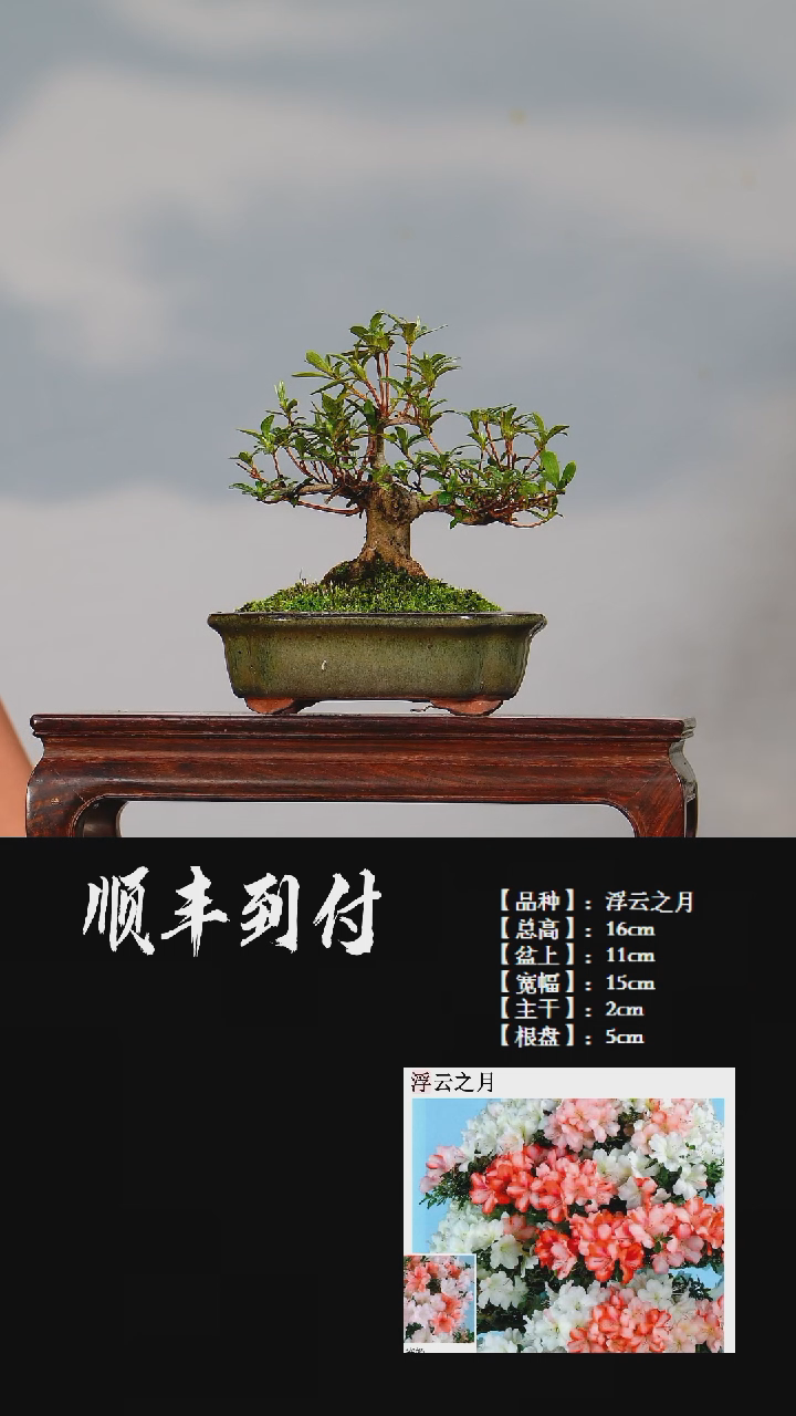 【闪购商品】1c892浮云之月bubaoyou