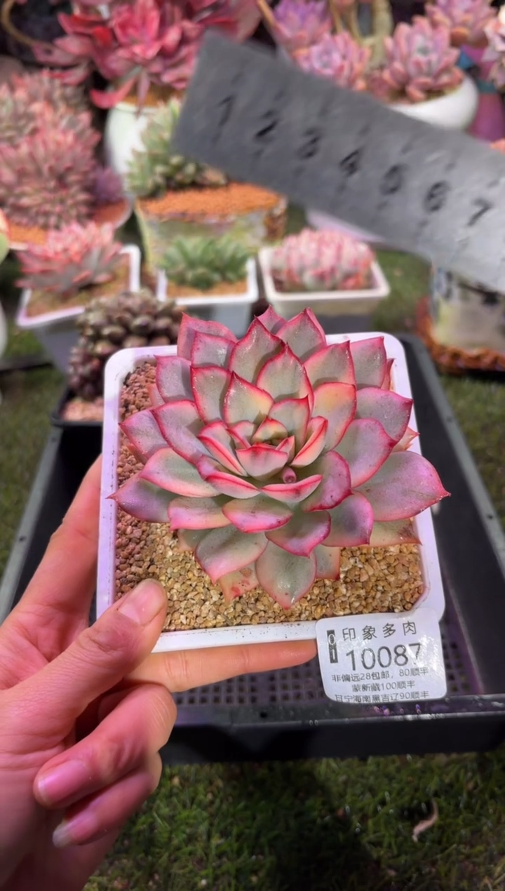 【闪购商品】10087