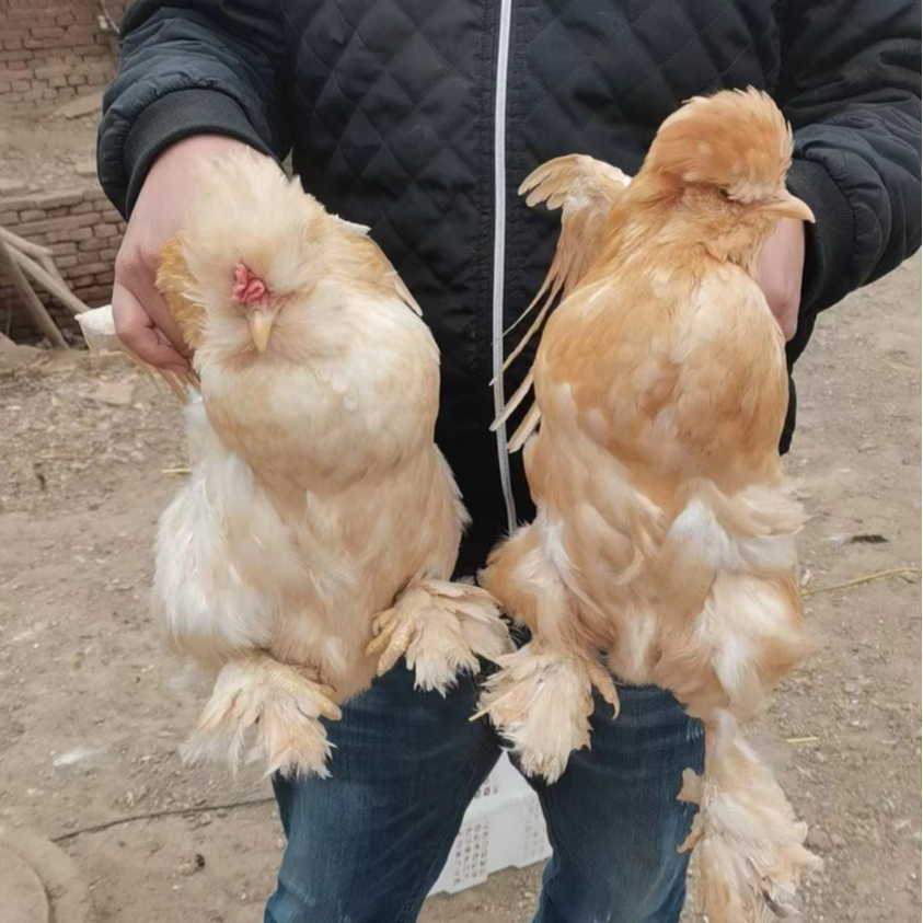 宠物鸡 北京油鸡