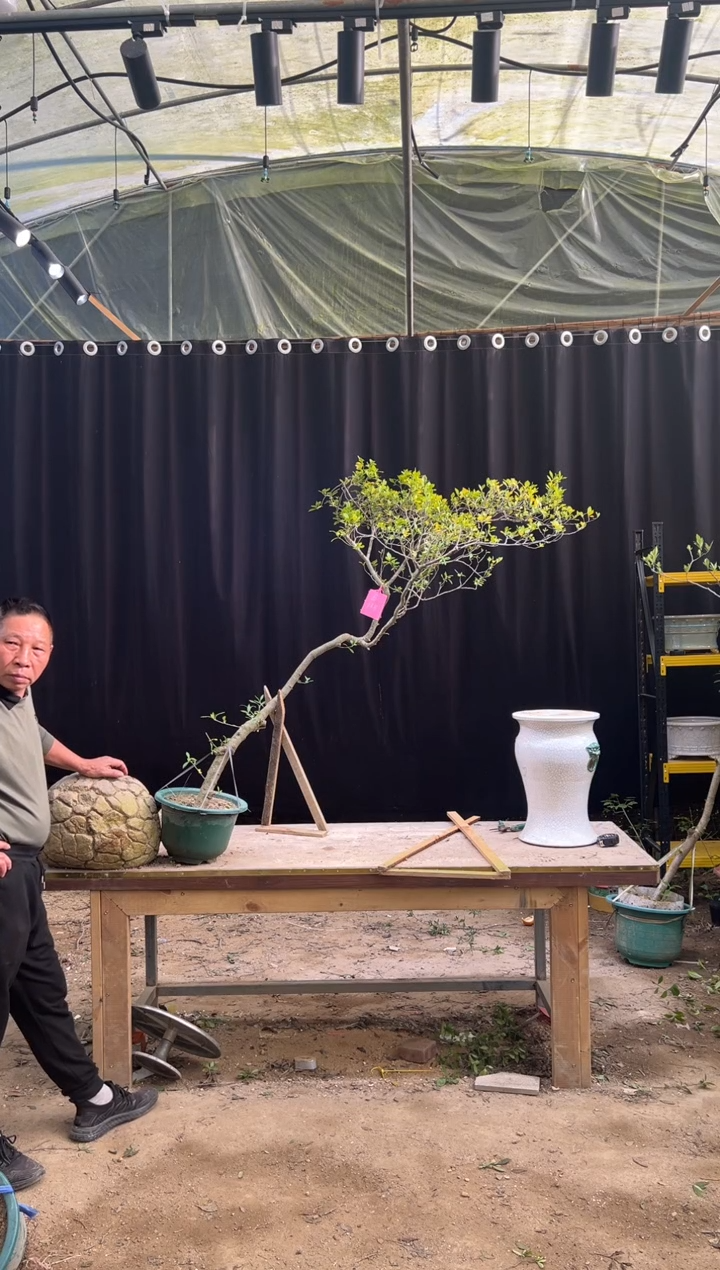 无花朵巷**院 海岛栀子花