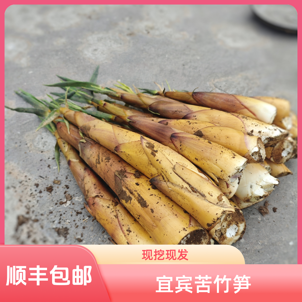 顺丰包邮/四川宜宾苦竹笋现挖现发甜苦笋春笋嫩笋 现挖现发
