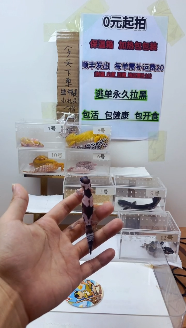 豹纹守宫豹纹守宫幼苗亚成体成体