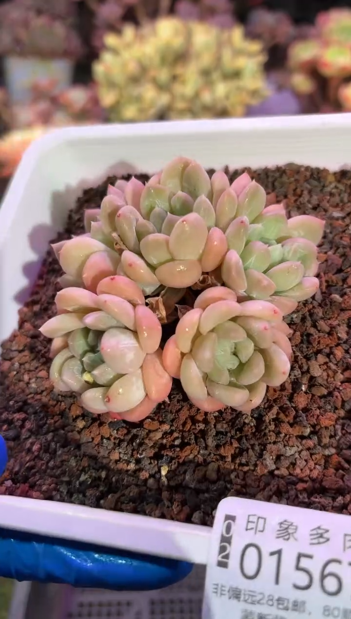 【闪购商品】01567