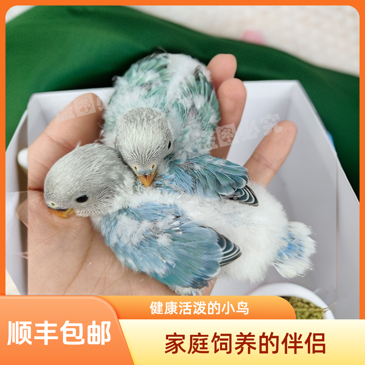 牡丹鹦鹉活体雏幼鸟手养观赏玄风亲人