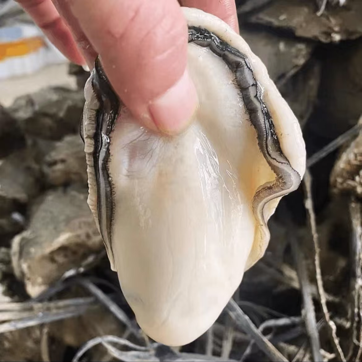 顶大个头原浆生蚝肉（每盒3-5只）新鲜饱满 每日现剥 250g/盒9盒