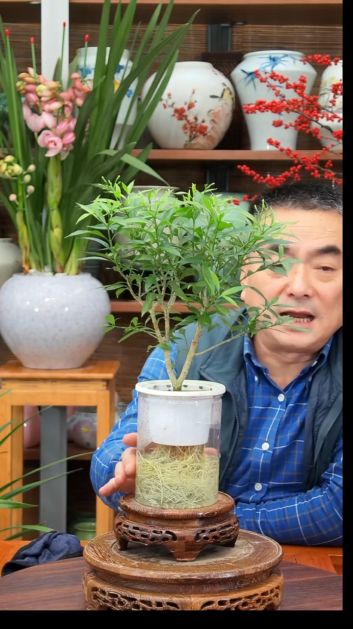 无花朵巅****鸭水之韵水培风车茉莉