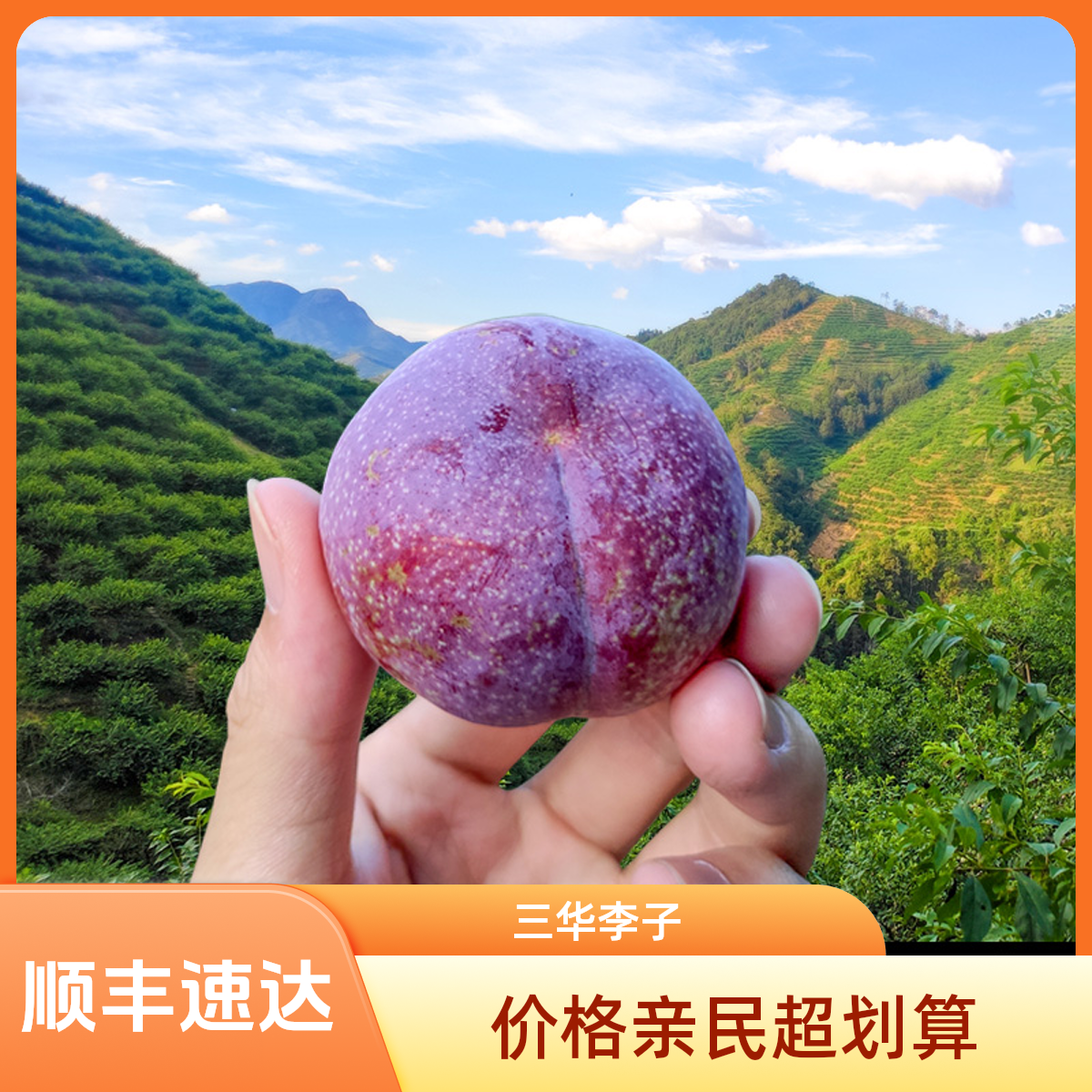 【顺丰.次日达】广东钱排三华李新鲜现摘正宗红心李子当季水果5斤包邮广东省